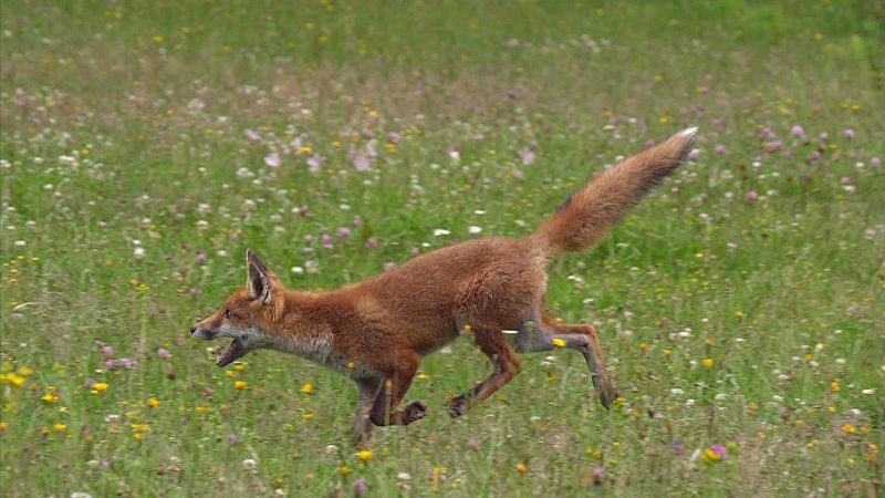 �Por qu� nos parece triste el aullido del lobo?