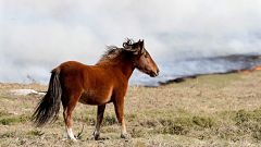 Caballos salvajes en la España vaciada: el ambicioso proyecto para renaturalizar el epicentro de la despoblación