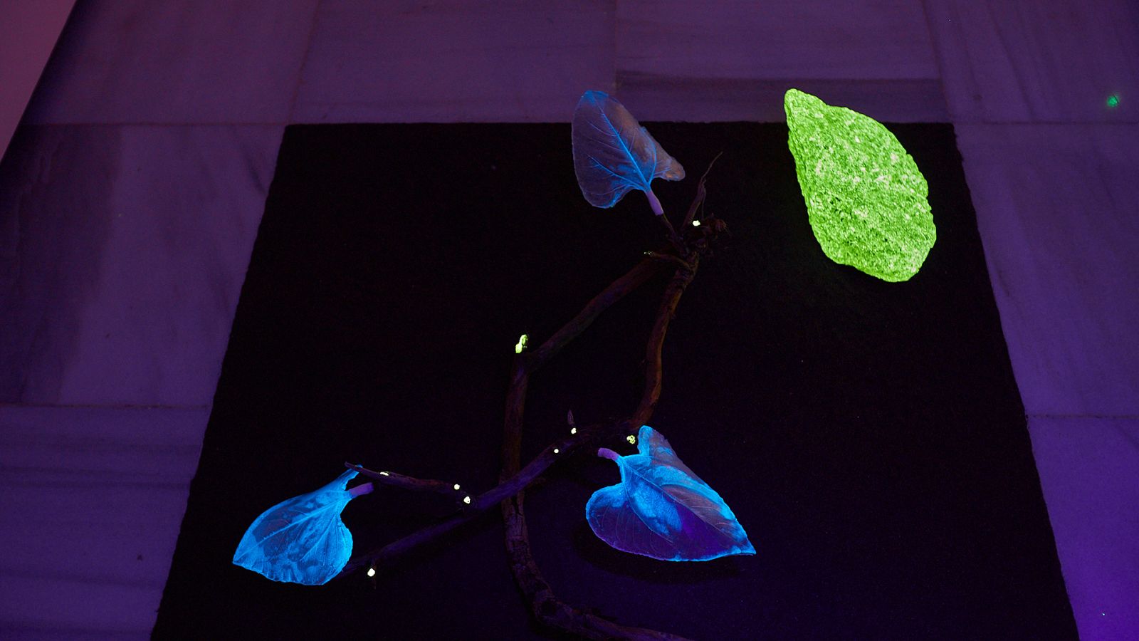 TRANSPLANT. Gran Canaria (Juan Zamora, 2022)