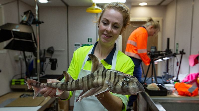 Hallan un fósil de un gigantesco tiburón prehistórico entre Australia y Sri Lanka