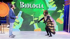 'Órbita Laika' descubre qué hace tan especiales a las abejas