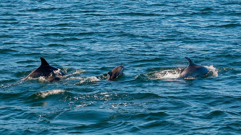 Ver cet�ceos en libertad, una experiencia para no olvidar
