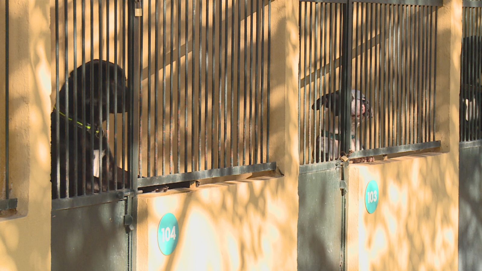 L'Ajuntament de Palma engega una campanya per fomentar les adopcions d'animals