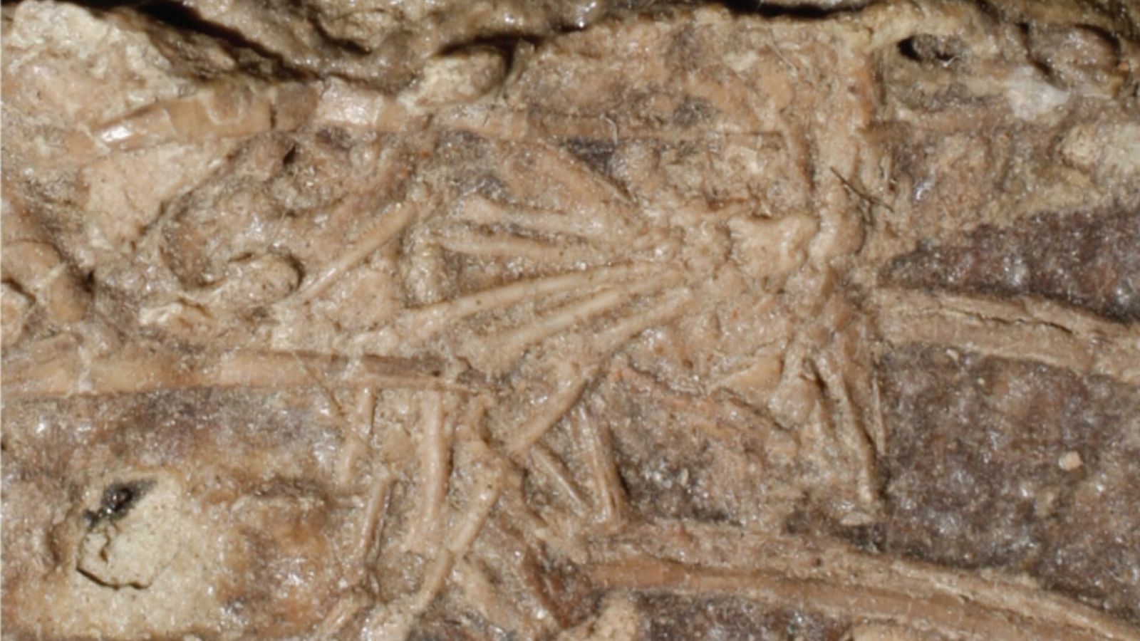 Detalle de la pata del mamífero encontrada dentro del Microraptor