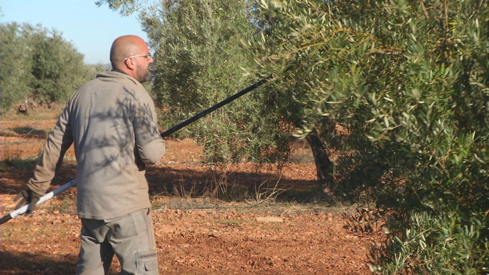 Jornalero en la campaña de aceituna en Moral de Calatrava