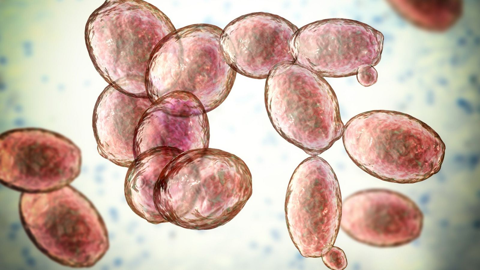 La levadura Saccharomyces cerevisiae