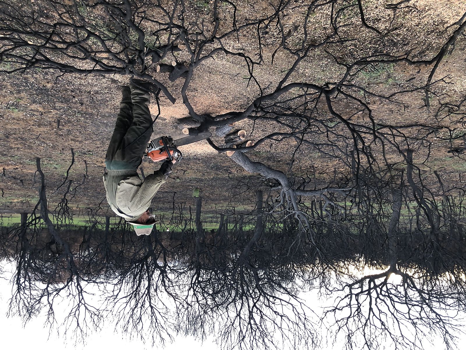 Pasado el incendio hay que talar los árboles quemados para evitar plagas