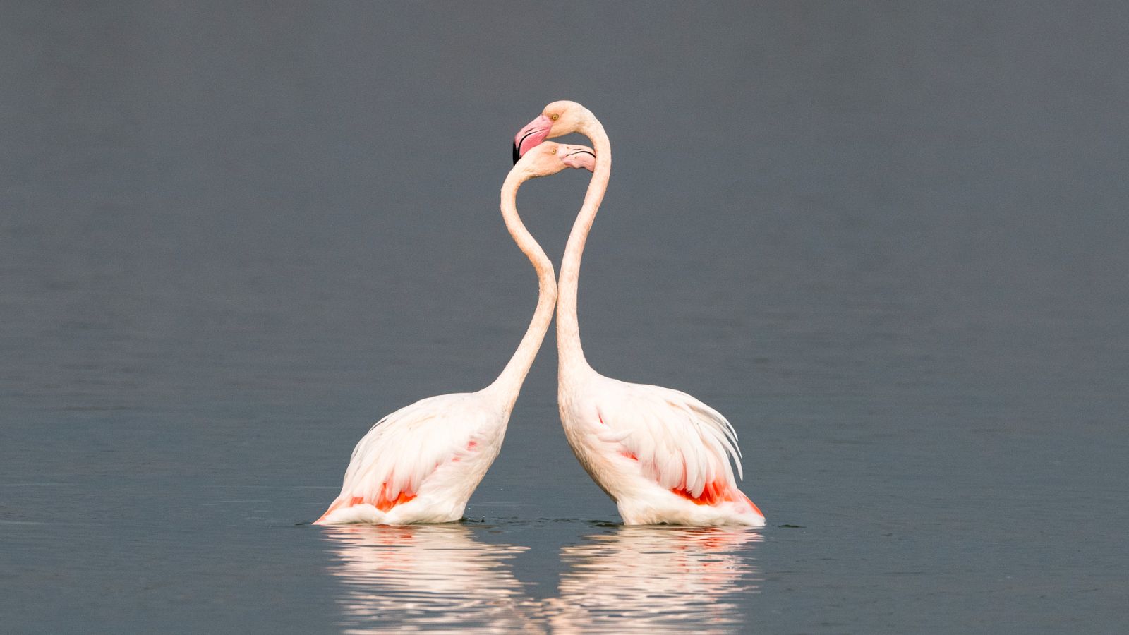 Miles de flamencos se dan cita cada año en la Laguna de Fuente de Piedra, Málaga