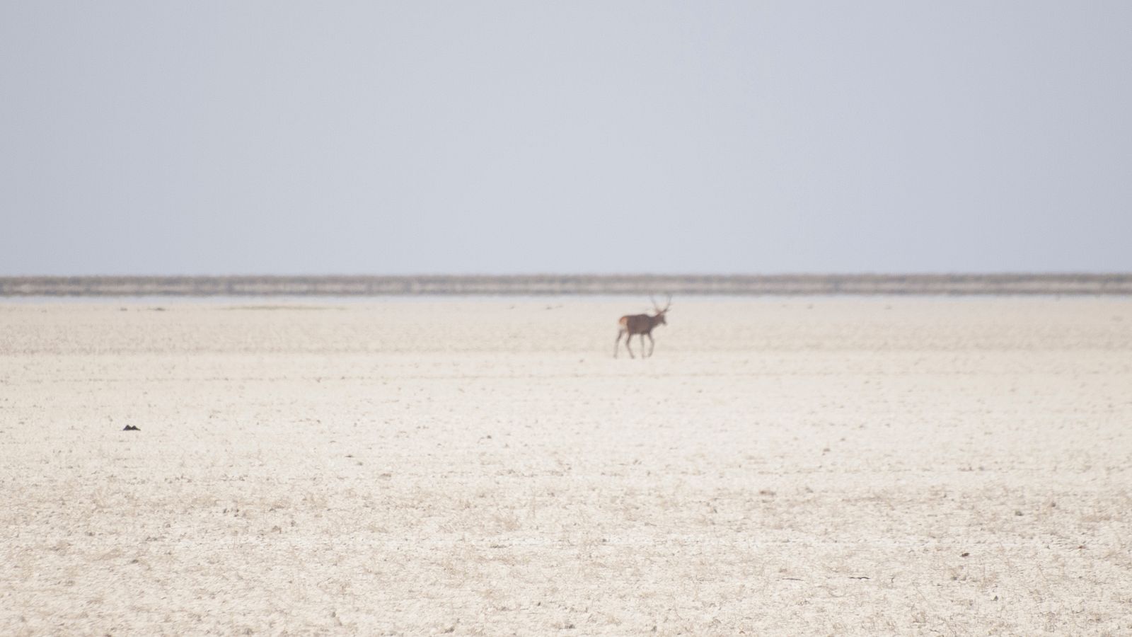 Las lagunas de Doñana sufrieron en 2022 un acortamiento de su hidroperiodo "muy acusado".