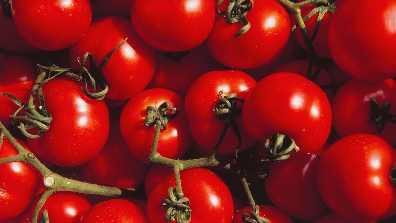 Lo que no sabas del tomate: Se crey que era venenoso y mataba a quien lo consuma 