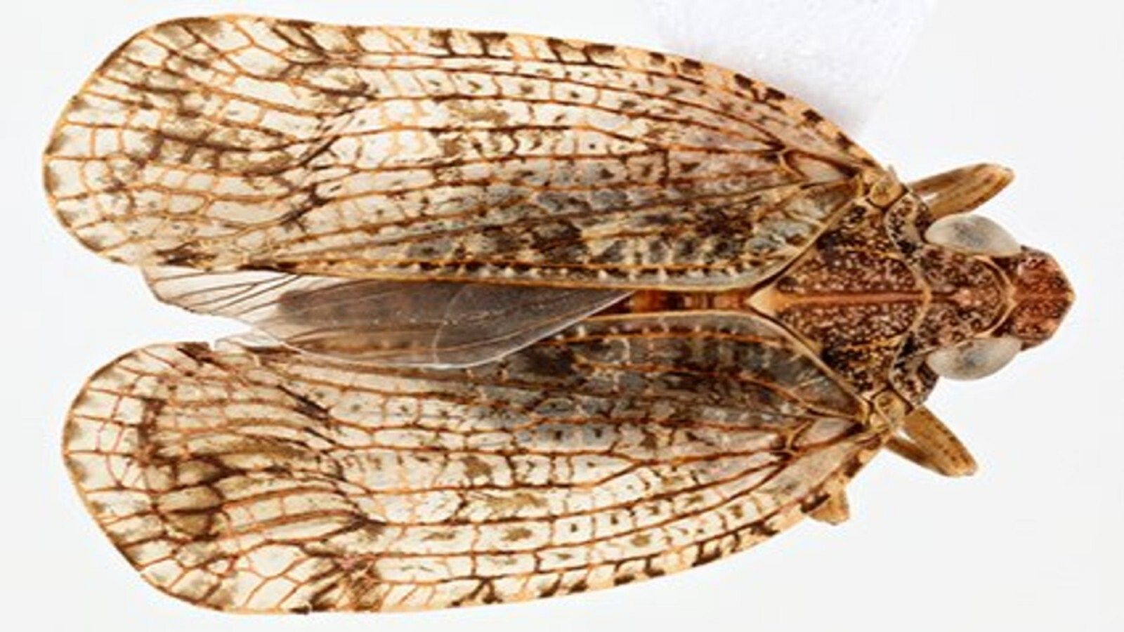 Chicharrita 'Morsina Gomerae'