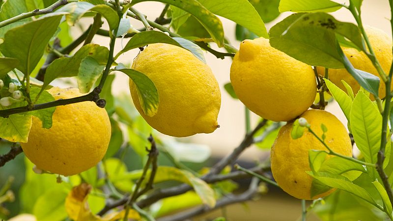 Lo que no sabías del limón y sus múltiples usos 