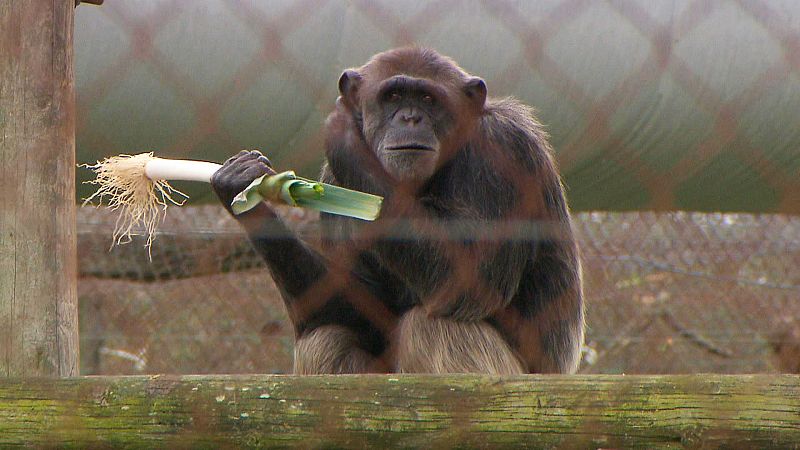 Mi mascota es un primate: las consecuencias devastadoras de la humanizaci�n de estos animales