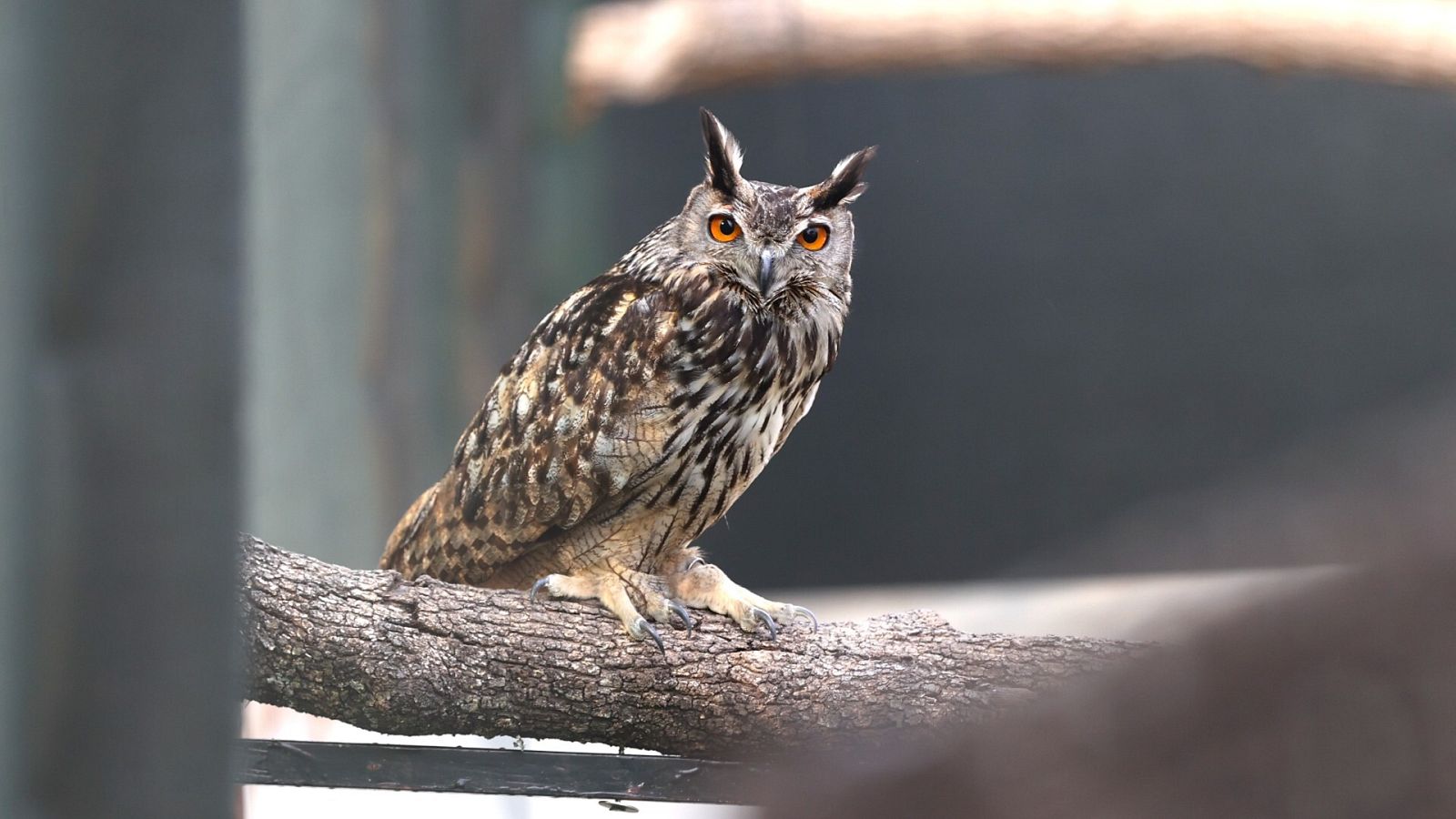 Imagen de archivo de un búho real, la rapaz nocturna más grande de Europa