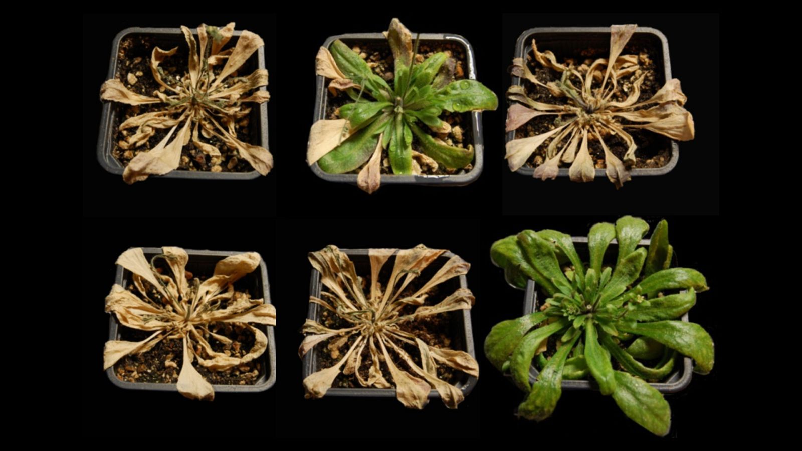 Las plantas tratadas con iSB09 (derecha) resisten hasta 16 días de sequía