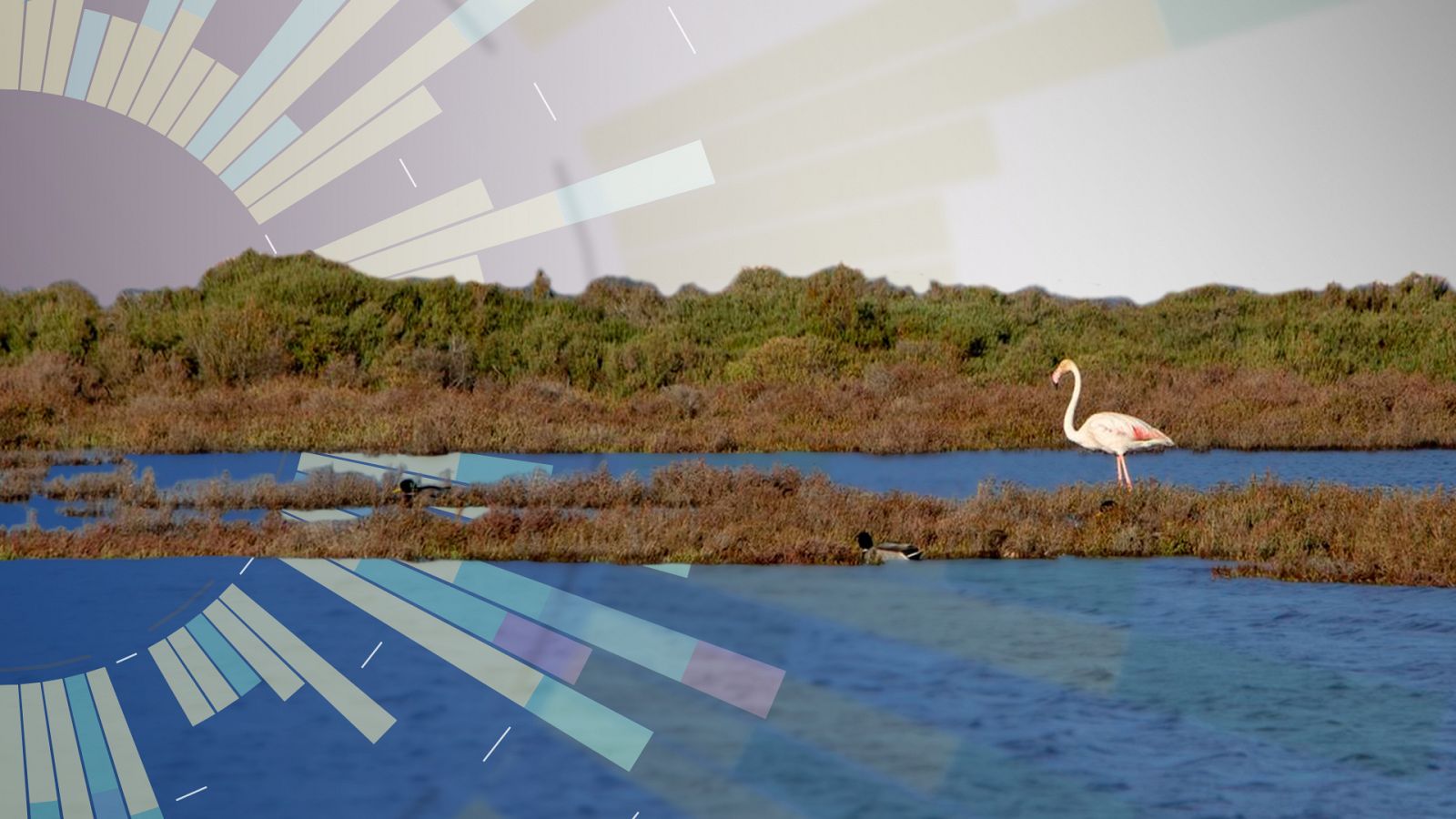 Contaminantes en los ecosistemas acuáticos de España