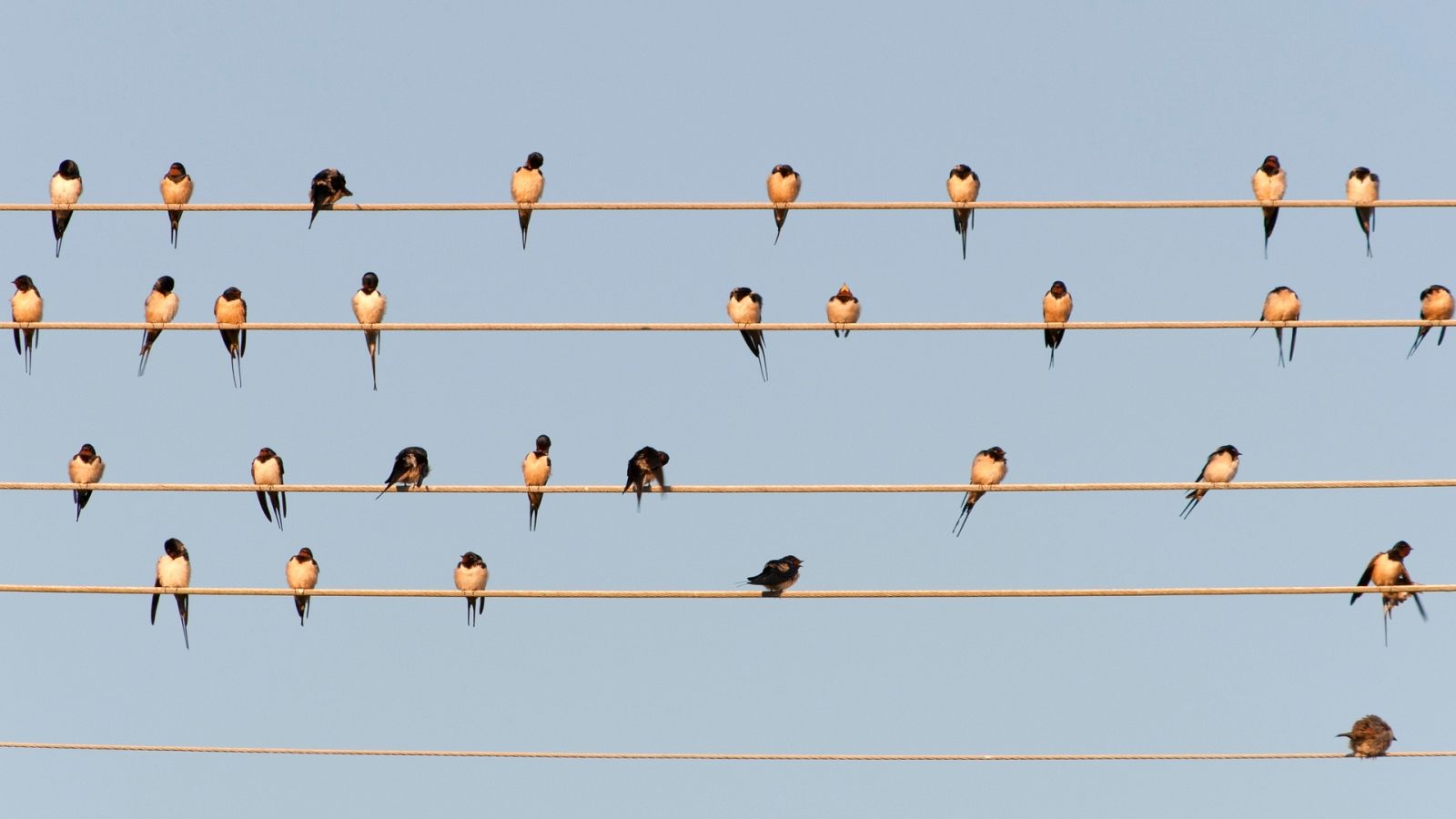 ¿Por qué las aves no se electrocutan en los cables de alta tensión?
