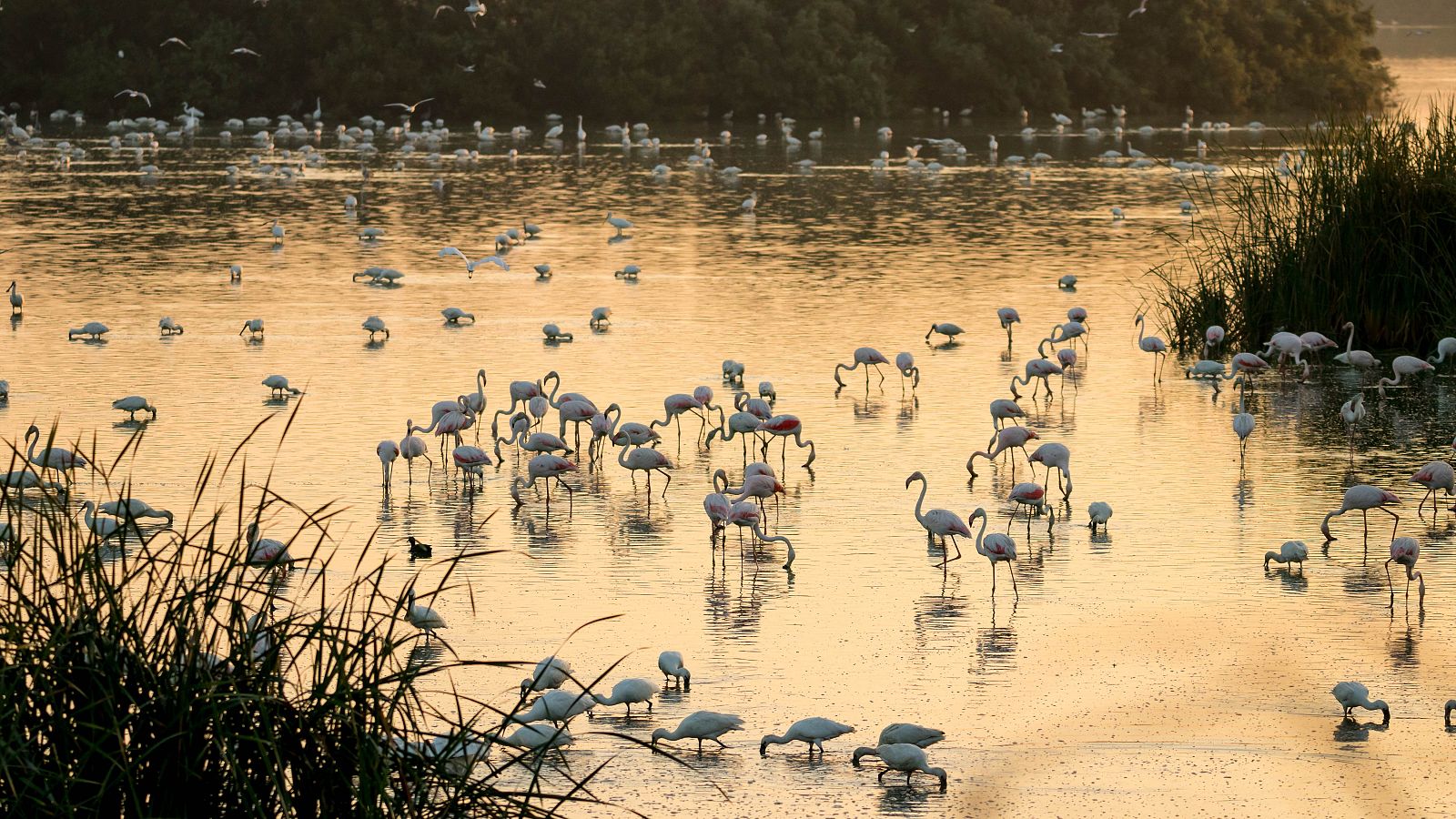 Un grupo de flamencos, en el Parque Nacional de Doñana.