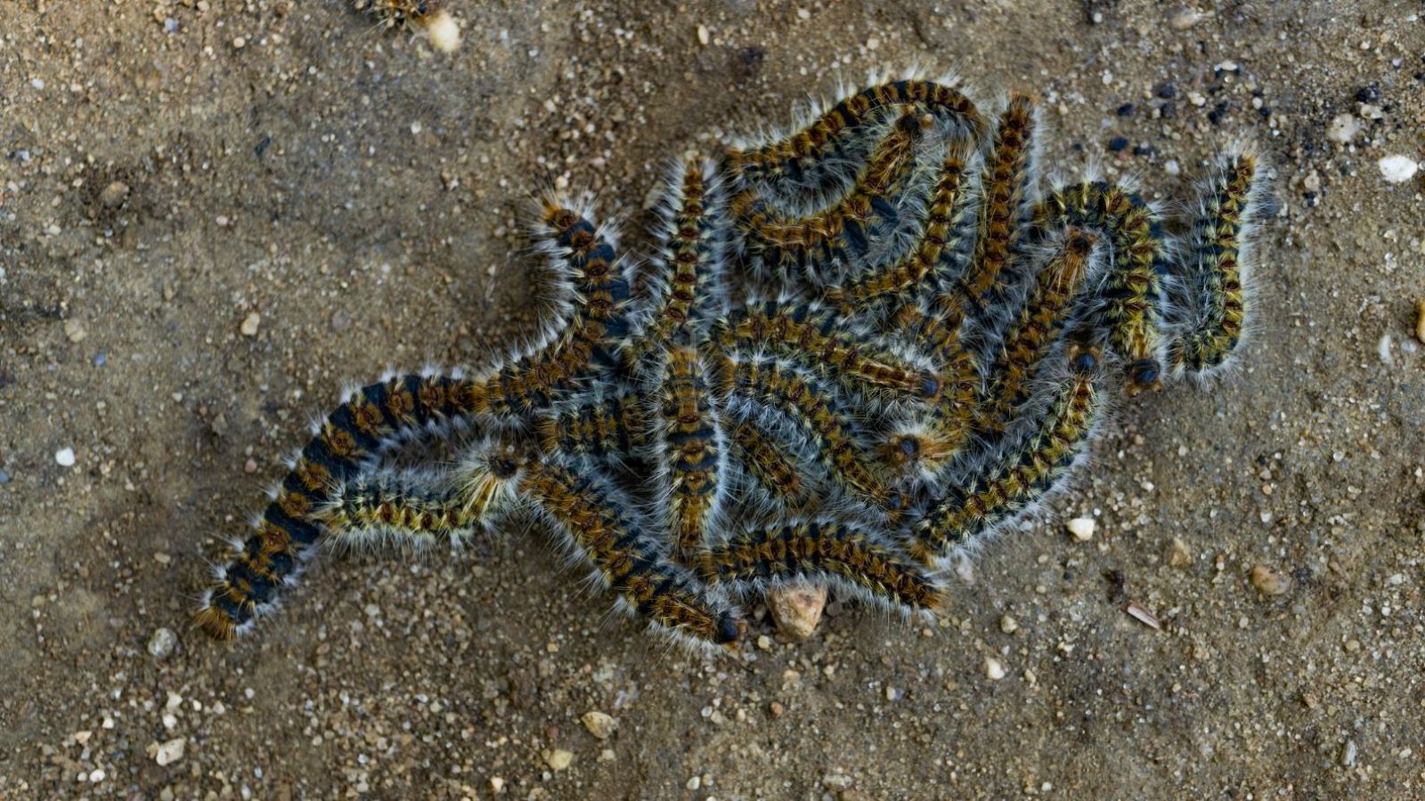 La oruga procesionaria, la más peligrosa para tu perro. ¡Aprende a actuar en caso de contacto!