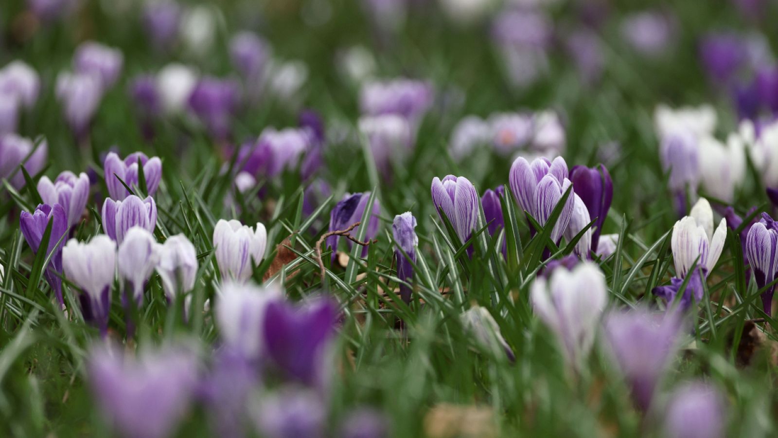 Las plantas estresadas emiten sonidos