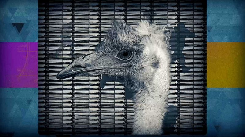 �Sabes que hubo un pa�s que le declar� la guerra a un animal? S�, hasta con artiller�a pesada. 