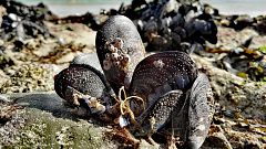5 cosas que no sabías de los mejillones: ¿Por qué tienen barbas?