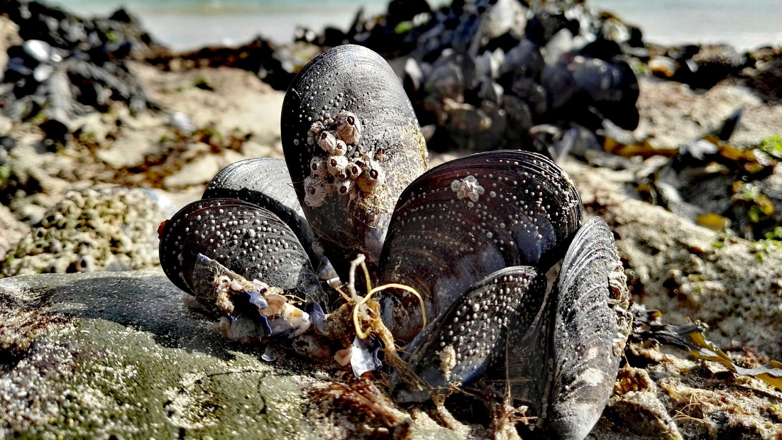 Lo que no sabías de los mejillones