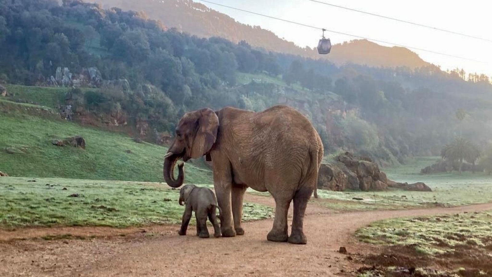 Así es la cría de elefante africano nacida en Cabárceno