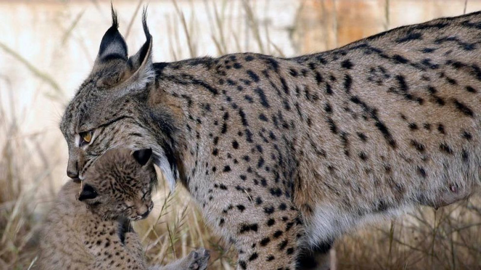 Nacen cinco crías de lince ibérico en Doñana