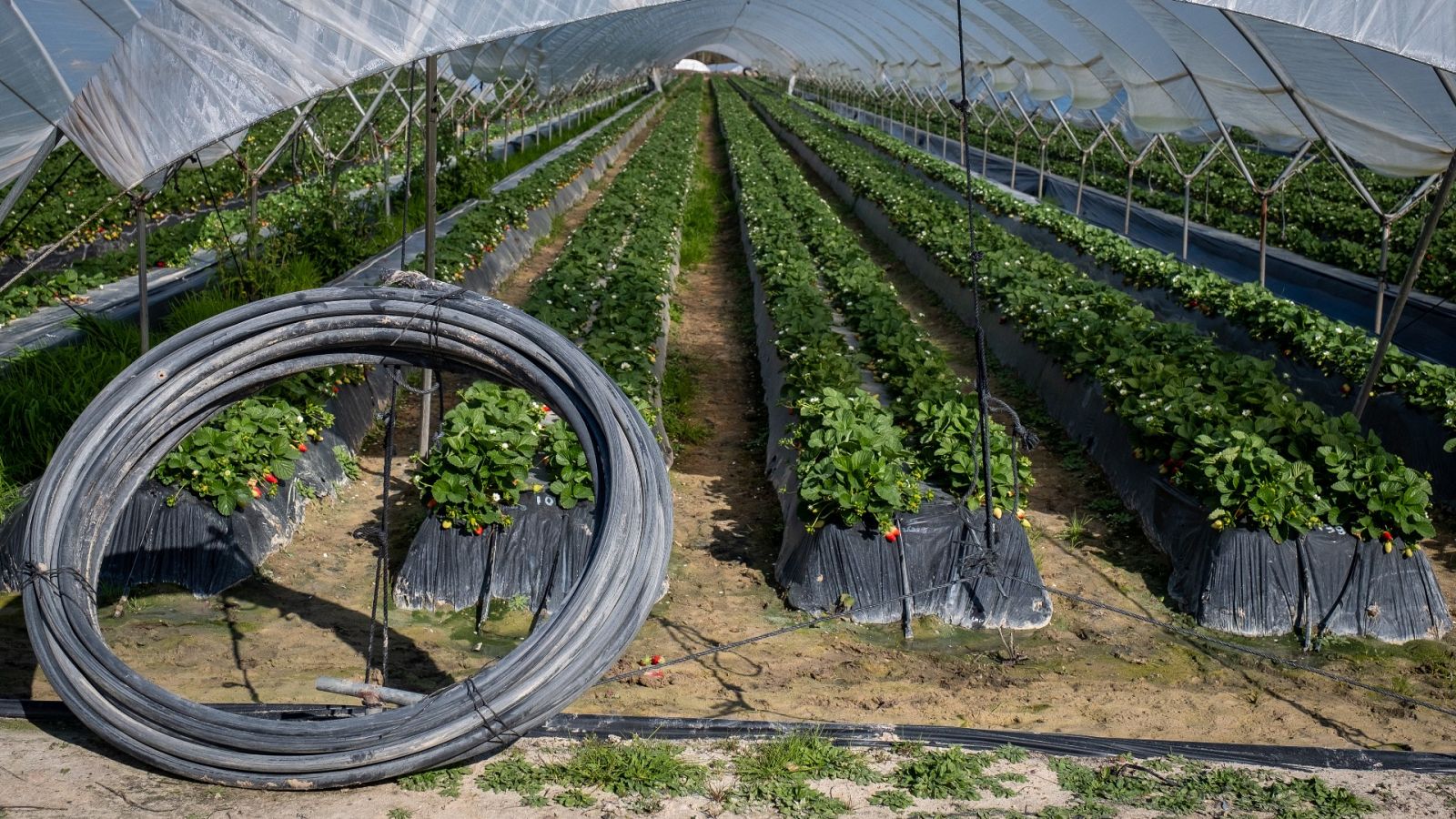 Finca de cultivo de fresas en el entorno de Doñana, en Huelva
