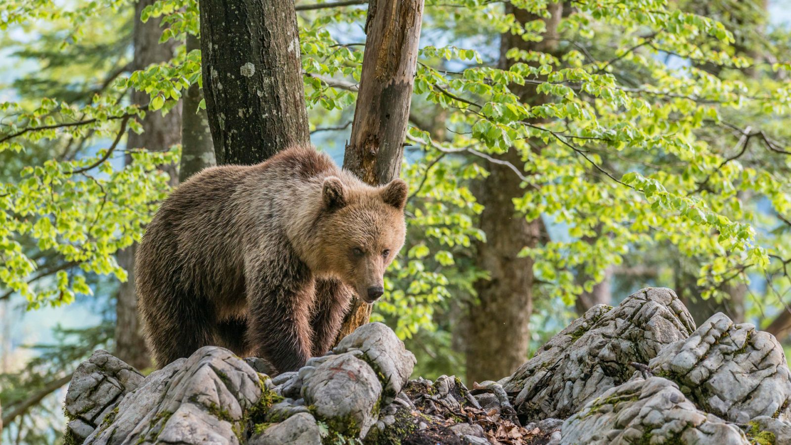 Un oso en un bosque, imagen de archivo