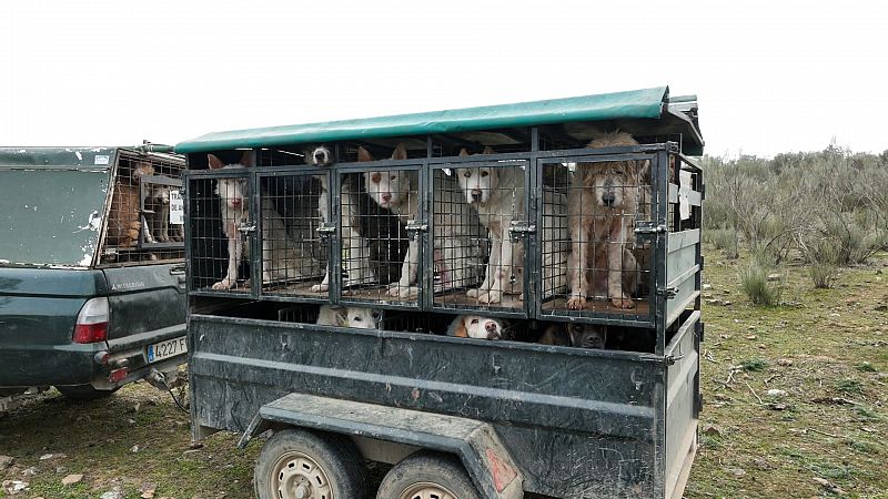 �Por qu� los perros de caza no est�n protegidos por la Ley de Bienestar Animal?