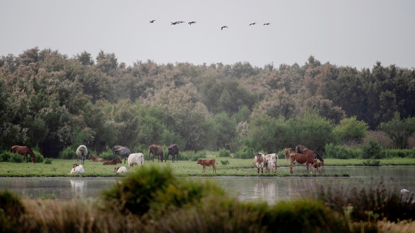 Una vista del Parque Natural de la Donana en El Rocío, Huelva
