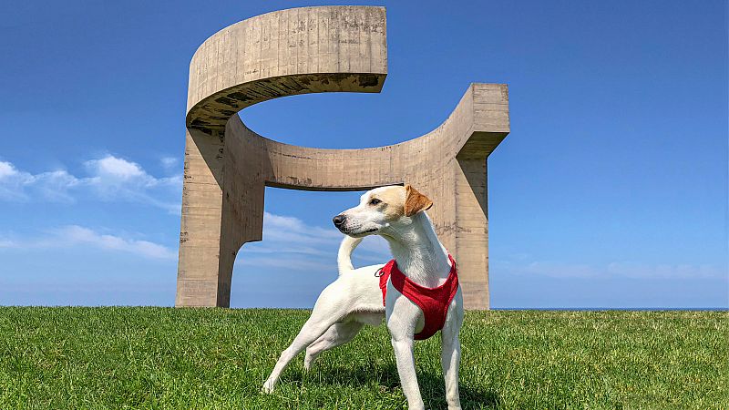Pipper, primer perro embajador de la Comarca de la Sidra