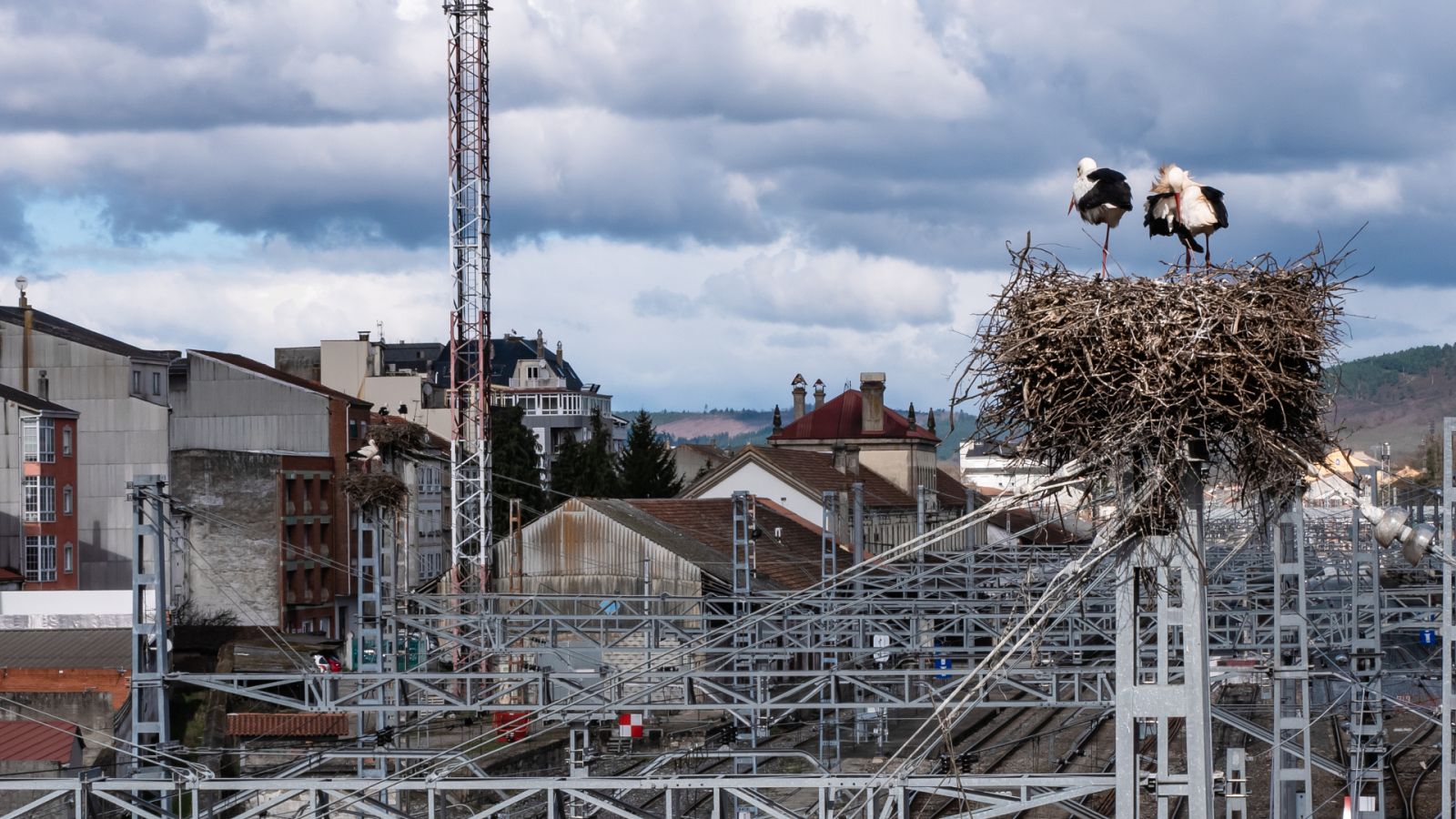 Cigüeñas en un nido en la estación de tren de Monfort