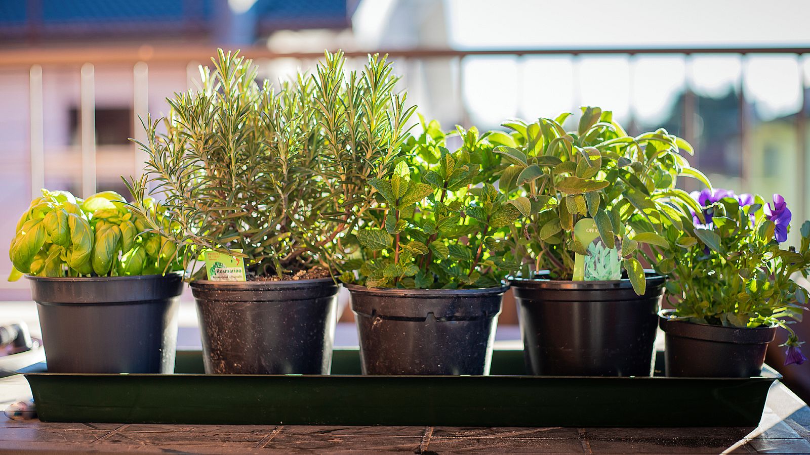 Plantas para que ahuyentar a los mosquitos de casa