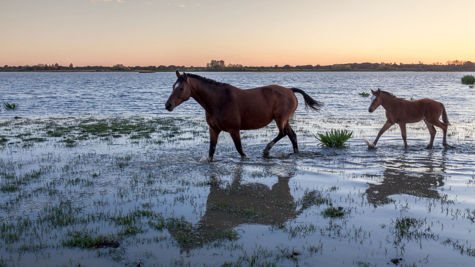 Caballos corriendo por las lagunas de Doñana