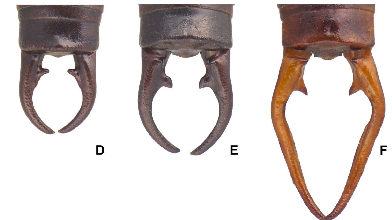 Descubierta una nueva especie de tijereta endémica de la cordillera cantábrica