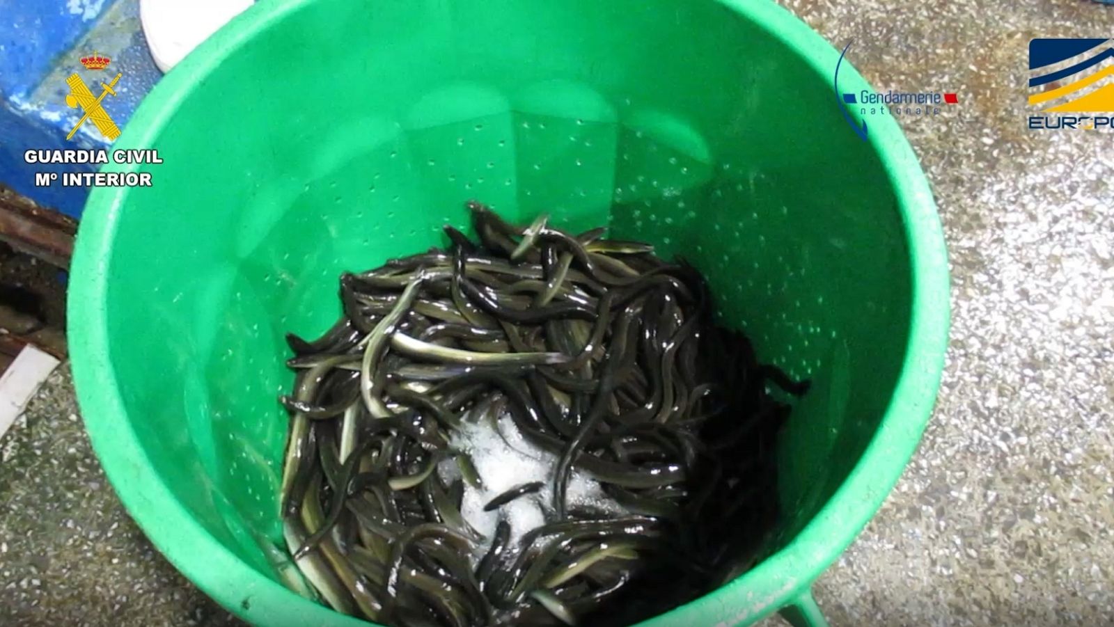 Detenidas 27 personas entre España y Francia en una macrooperación contra el tráfico ilegal de angulas