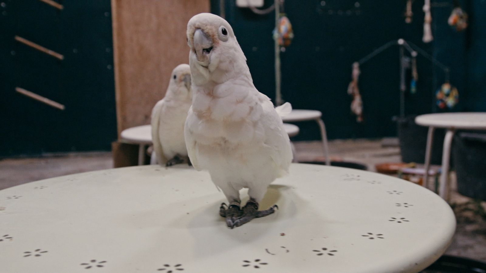 Cacatúa de Tanímbar en El Cazador de Cerebros