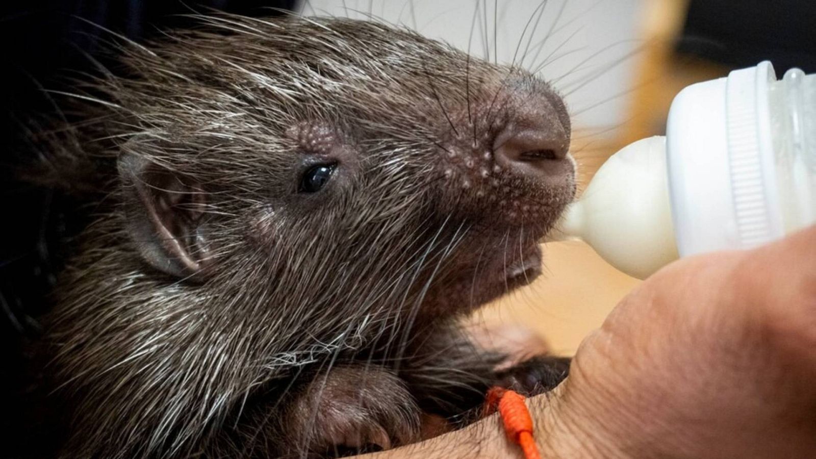 El pequeño necesita una crianza individualizada con minúsculos biberones cada dos horas