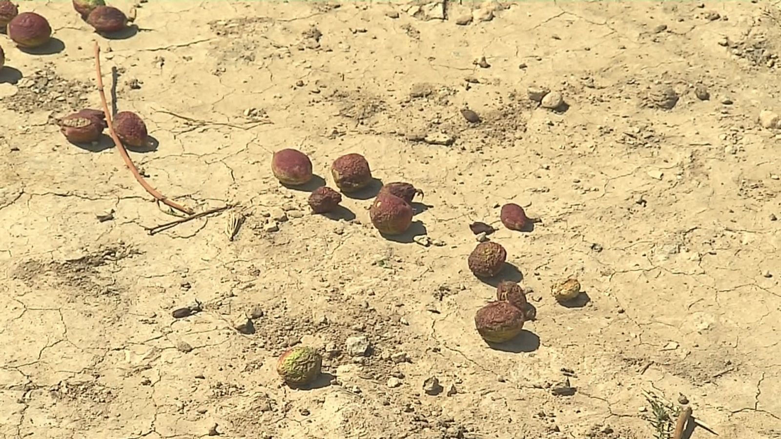 Afrucat calcula unes pèrdues de 170 milions d'euros en collites