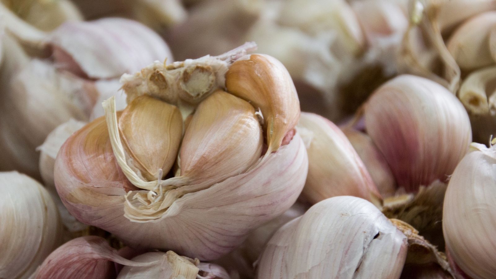 Tipos de ajos y cómo usarlos en la cocina