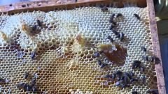 Las abejas y el sector apícola, en tiempos difíciles