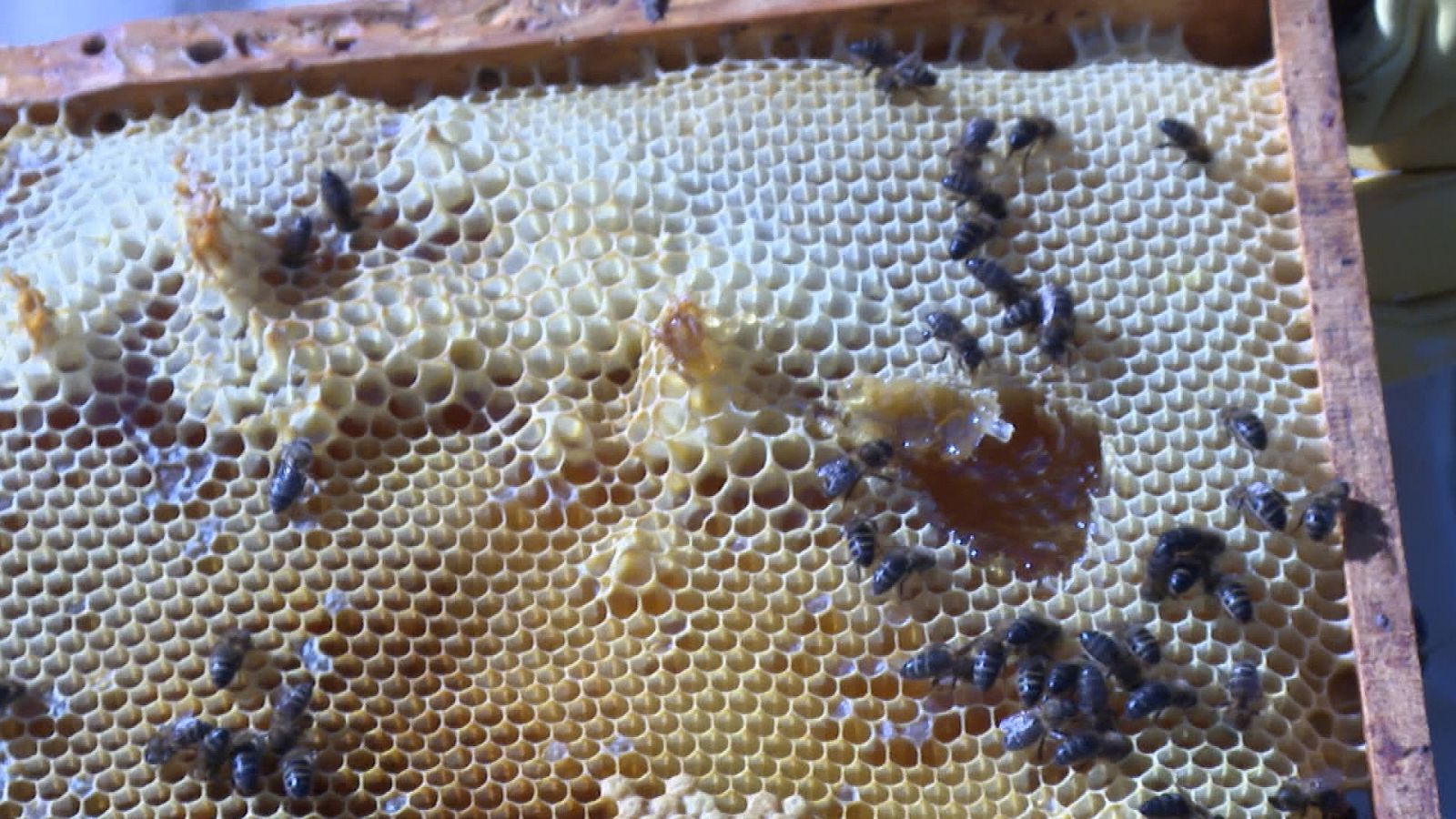Cuadro de abejas con miel, celdas de cría de obreras y zánganos