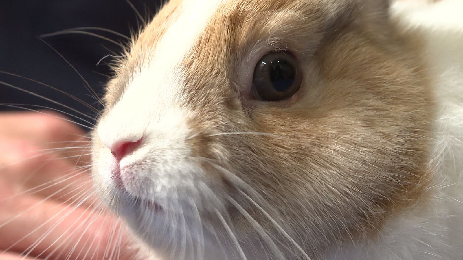 La percepción del conejo como mascota ha hecho disminuir el consumo de carne de conejo