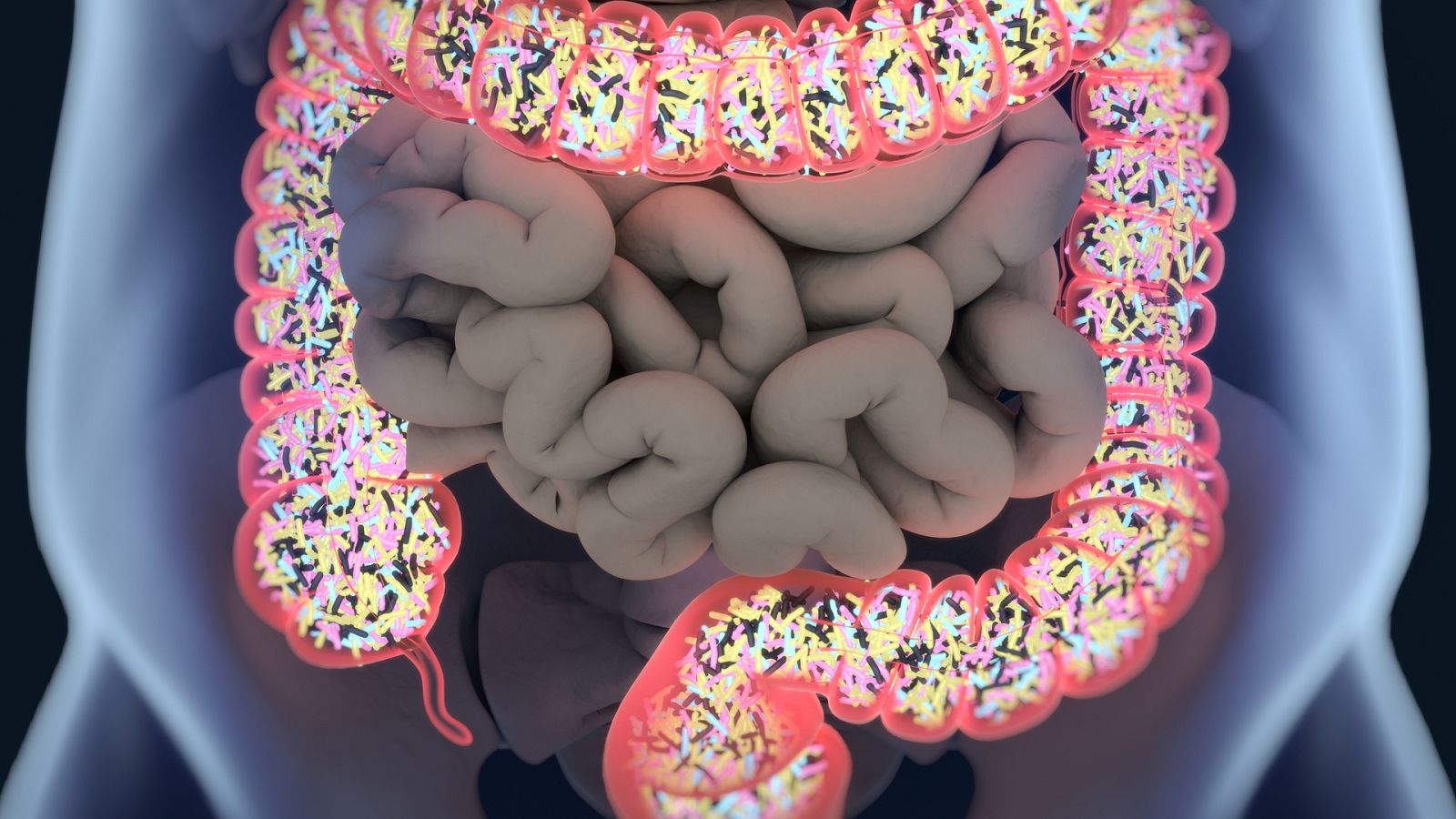 Gut bacteria, microbiome. Bacteria inside the large intestine, concept, representation. 3D illustration.