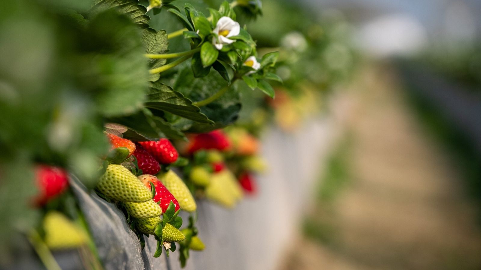 Polémica entre el Gobierno central y Junta de Andalucía por la campaña alemana contra la fresa de Huelva