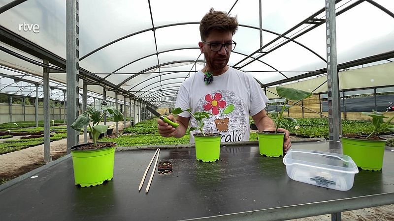 T'ensenyem com fer un empelt de s�ndria en una planta de carabassa
