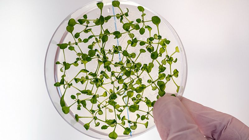 De la edición genética a la selección de semillas: así trabaja la ciencia para adaptar los cultivos a la sequía